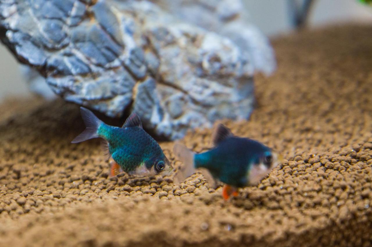 B&B Aquarium San Benedetto del Tronto Eksteriør billede